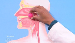 HOW LONG DOES GUM STAY IN YOUR STOMACH?